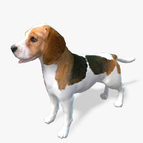 Real-Time Dog Beagle